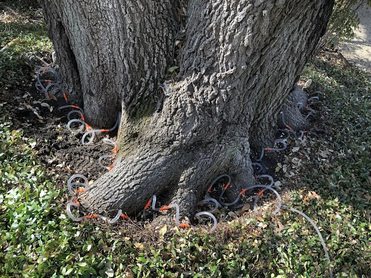 Detailed Tree Cabling and Bracing job site in Boothbay