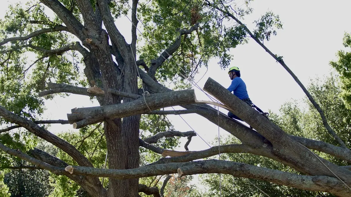 Professional Crown Thinning performed by certified arborists in Boothbay